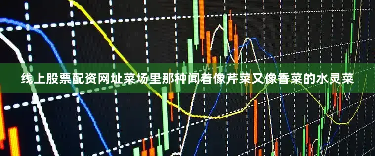 线上股票配资网址菜场里那种闻着像芹菜又像香菜的水灵菜